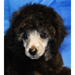 Щенок пуделя миниатюрный мальчик серебристый Джентли Борн Рондо