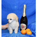 Щенок той пудель белый мальчик Джентли Борн Смайлик