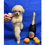 Щенок той пудель белый мальчик Джентли Борн Смайлик