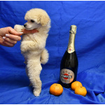 Щенок той пудель белый мальчик Джентли Борн Смайлик