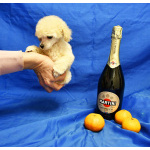 Щенок той пудель белый мальчик Джентли Борн Смайлик