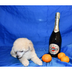 Щенок той пудель белый мальчик Джентли Борн Смайлик