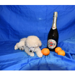 Щенок той пудель белый мальчик Джентли Борн Смайлик