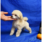 Щенок той пудель белый мальчик Джентли Борн Смайлик