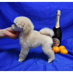 Щенок той пудель белый мальчик Джентли Борн Смайлик