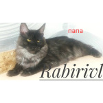 мейкун выбирайте питомца королевской породы