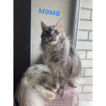 мейкун выбирайте питомца королевской породы