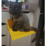 мейкун выбирайте питомца королевской породы