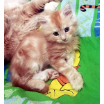 мейкун выбирайте питомца королевской породы