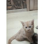 мейкун выбирайте питомца королевской породы