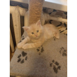 мейкун выбирайте питомца королевской породы