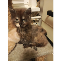 мейкун выбирайте питомца королевской породы