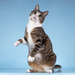 Кошечка Бонни ищет доброе сердце.