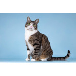 Кошечка Бонни ищет доброе сердце.