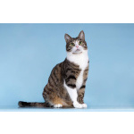 Кошечка Бонни ищет доброе сердце.