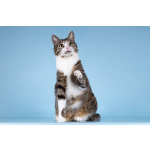 Кошечка Бонни ищет доброе сердце.