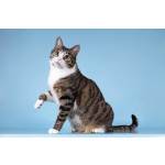 Кошечка Бонни ищет доброе сердце.