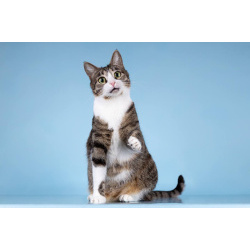 Кошечка Бонни ищет доброе сердце.