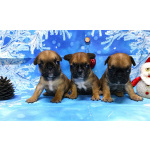 Щенки французкого бульдога