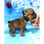 Щенки французкого бульдога