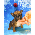 Щенки французкого бульдога