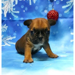 Щенки французкого бульдога