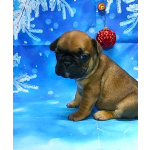 Щенки французкого бульдога