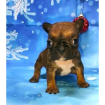 Щенки французкого бульдога