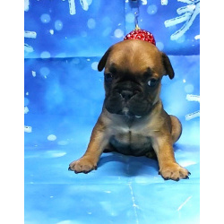 Щенки французкого бульдога