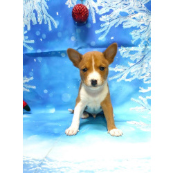 Щенки басенджи