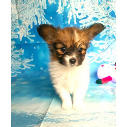 Щенки папийона