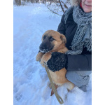 Щенок Кефир в добрые руки