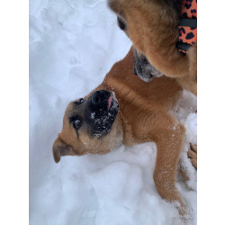 Щенок Кефир в добрые руки