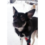 Ищет дом крошка-собачка весом 8 кг