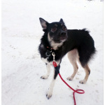 Ищет дом крошка-собачка весом 8 кг