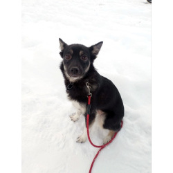 Ищет дом крошка-собачка весом 8 кг