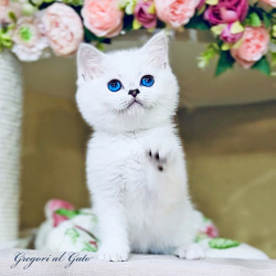 Британская серебристая шиншилла элитные котята