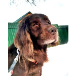 Фенотип спаниеля Марсель ищет дом.