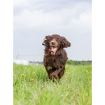 Фенотип спаниеля Марсель ищет дом.