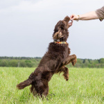 Фенотип спаниеля Марсель ищет дом.