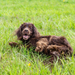 Фенотип спаниеля Марсель ищет дом.