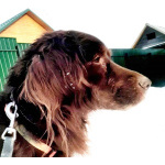 Фенотип спаниеля Марсель ищет дом.