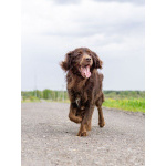 Фенотип спаниеля Марсель ищет дом.