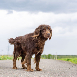 Фенотип спаниеля Марсель ищет дом.