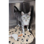 Молодая кошечка Туся в самые добрые руки!