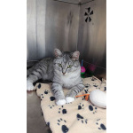 Молодая кошечка Туся в самые добрые руки!