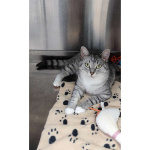 Молодая кошечка Туся в самые добрые руки!