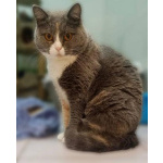 Фенюша, 4 года —круглолицая леди с янтарными глазами.