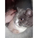 Фенюша, 4 года —круглолицая леди с янтарными глазами.