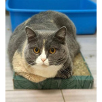 Фенюша, 4 года —круглолицая леди с янтарными глазами.